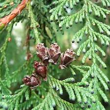 Attēlu rezultāti vaicājumam “Thuja plicata flower”