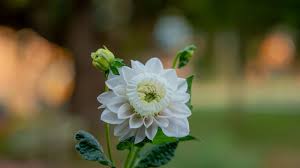 Image result for Dahlia hybrid.