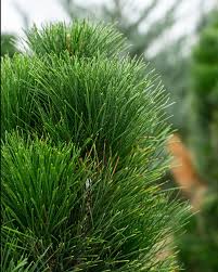 Attēlu rezultāti vaicājumam “Pinus nigra”