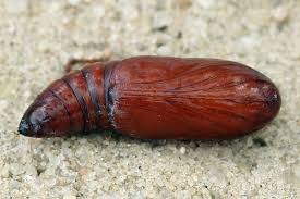 Attēlu rezultāti vaicājumam “Diarsia brunnea”