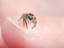 Attēlu rezultāti vaicājumam “Xanthogramma sp.”