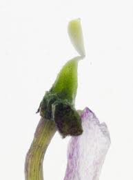 Attēlu rezultāti vaicājumam “Viola odorata bud”