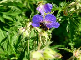 Image result for Geranium pratense