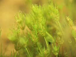 Attēlu rezultāti vaicājumam “Chara tomentosa”