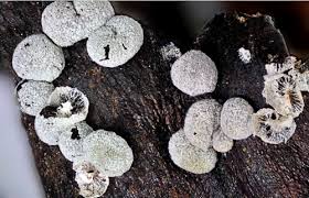 Attēlu rezultāti vaicājumam “Badhamia affinis var. microspora macro”