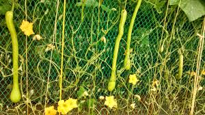 Image result for tromboncino