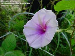 Image result for Ipomoea Lavender