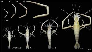 Attēlu rezultāti vaicājumam “Gymnostomum calcareum macro”