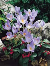 Attēlu rezultāti vaicājumam “Crocus speciosus”