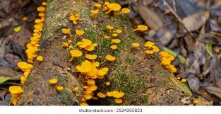 Attēlu rezultāti vaicājumam “Amaurochaete atra macro”