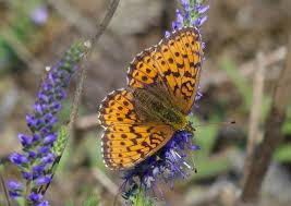 Attēlu rezultāti vaicājumam “Brenthis ino”