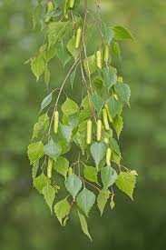 Attēlu rezultāti vaicājumam “Betula pendula”