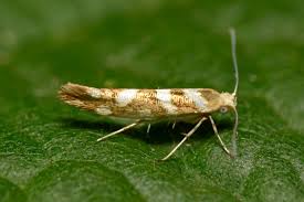 Attēlu rezultāti vaicājumam “Argyresthia goedartella”