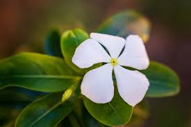 Attēlu rezultāti vaicājumam “Vinca minor leaf”