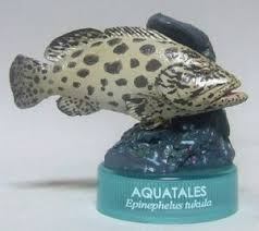 Image result for Epinephelus tukula