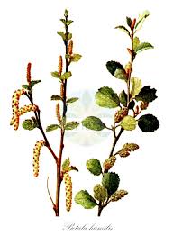 Attēlu rezultāti vaicājumam “Betula humilis male flower”