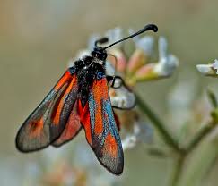Attēlu rezultāti vaicājumam “Zygaena cocoon”