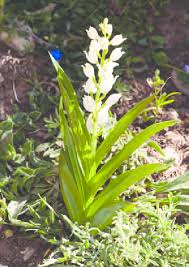 Attēlu rezultāti vaicājumam “Cephalanthera longifolia”