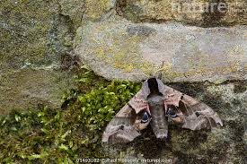 Attēlu rezultāti vaicājumam “Smerinthus ocellata”