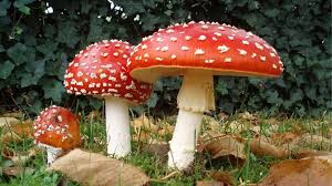 Attēlu rezultāti vaicājumam “Amanita phalloides”