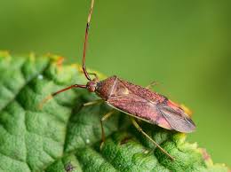 Attēlu rezultāti vaicājumam “Pantilius tunicatus imago”