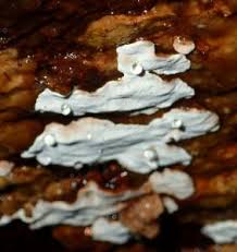 Attēlu rezultāti vaicājumam “Skeletocutis nivea”