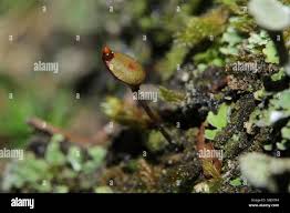 Attēlu rezultāti vaicājumam “Buxbaumia aphylla”