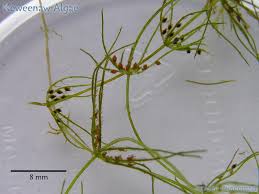 Attēlu rezultāti vaicājumam “Chara filiformis”