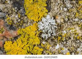 Attēlu rezultāti vaicājumam “Physcia tenella”