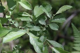 Attēlu rezultāti vaicājumam “Salix aurita”