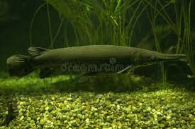 Image result for Atractosteus spatula