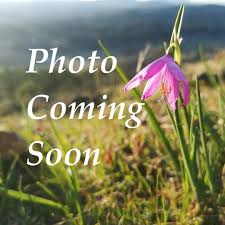 Attēlu rezultāti vaicājumam “Carex viridula flower”