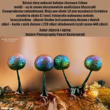 Attēlu rezultāti vaicājumam “Lamproderma columbinum”