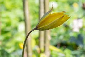 Attēlu rezultāti vaicājumam “Tulipa sylvestris bud”