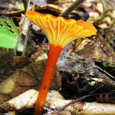 Attēlu rezultāti vaicājumam “Hygrocybe cantharellus”