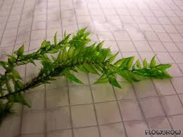 Attēlu rezultāti vaicājumam “Fontinalis antipyretica subsp. gracilis”