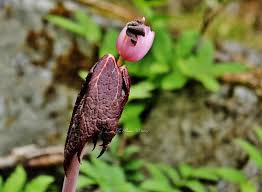 Attēlu rezultāti vaicājumam “Podophyllum hexandrum flower”