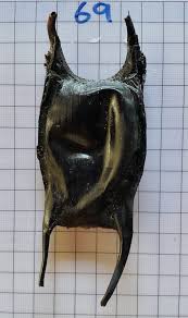 Image result for Raja straeleni