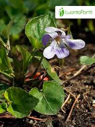 Attēlu rezultāti vaicājumam “Viola reichenbachiana”