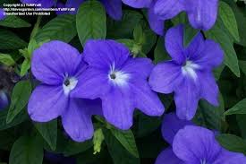 Image result for Browallia speciosa