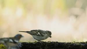 Attēlu rezultāti vaicājumam “Fringilla coelebs juvenile”