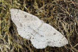 Attēlu rezultāti vaicājumam “Cyclophora albipunctata”