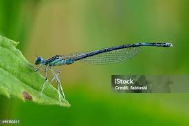 Attēlu rezultāti vaicājumam “Platycnemis pennipes”