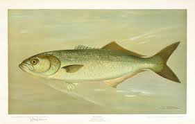 Image result for Pomatomus saltatrix