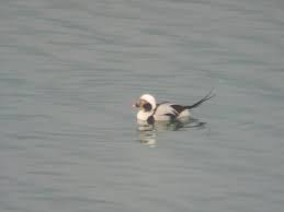 Attēlu rezultāti vaicājumam “Clangula hyemalis”