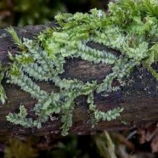 Attēlu rezultāti vaicājumam “Lophocolea”