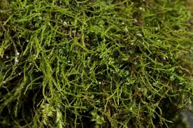 Attēlu rezultāti vaicājumam “Anomodon longifolius”