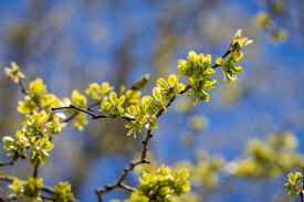Attēlu rezultāti vaicājumam “Ulmus glabra flower”