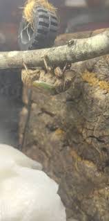 Attēlu rezultāti vaicājumam “Macrosiphoniella millefolii”