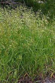 Attēlu rezultāti vaicājumam “Bromopsis inermis leaf”